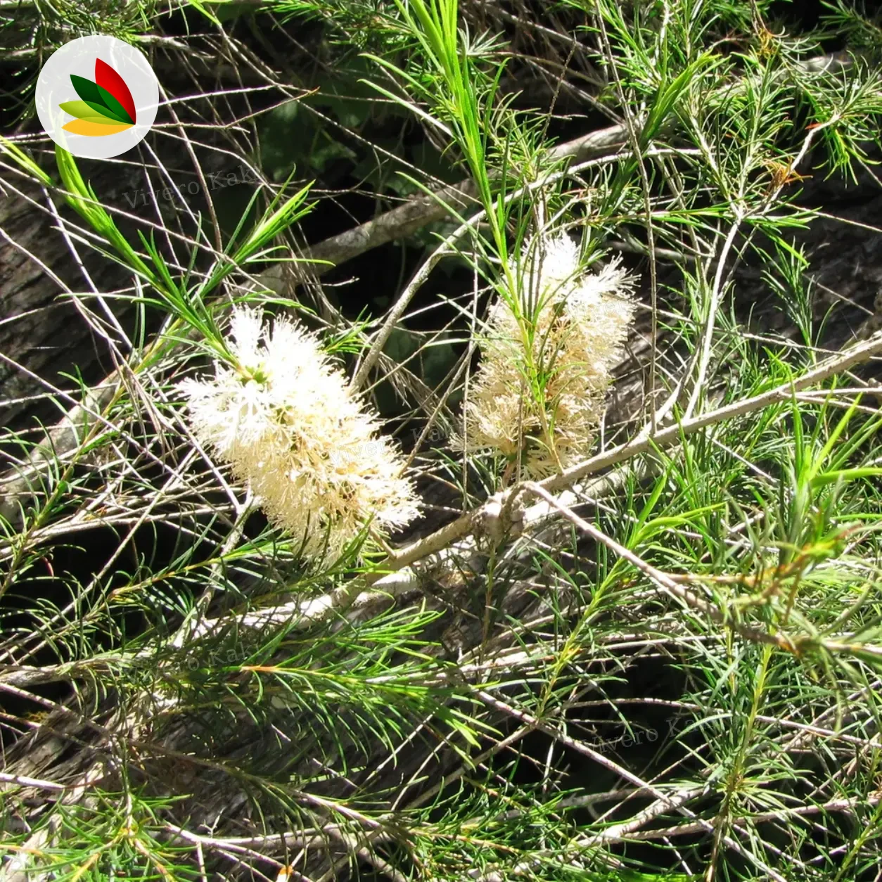 Melaleuca Arbol