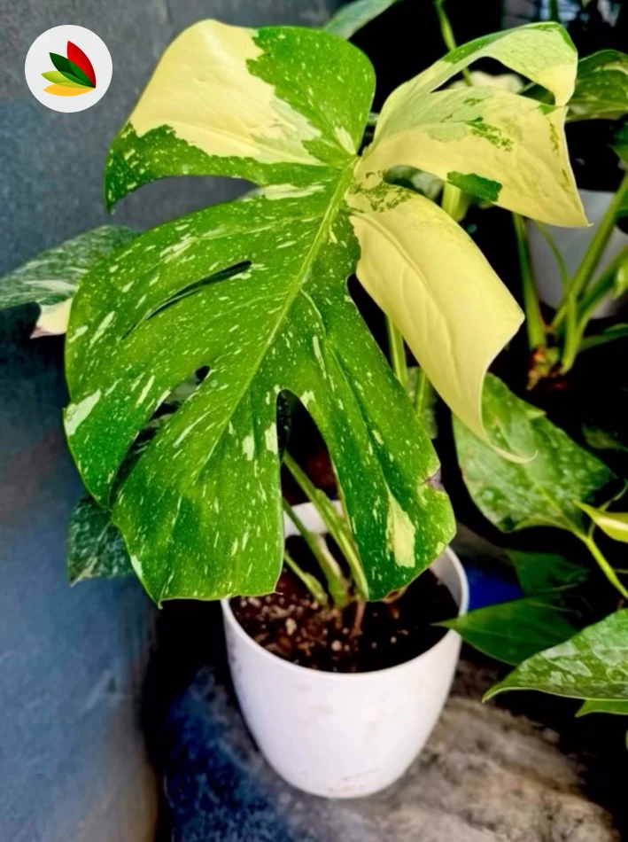 Monstera Thai Constellation