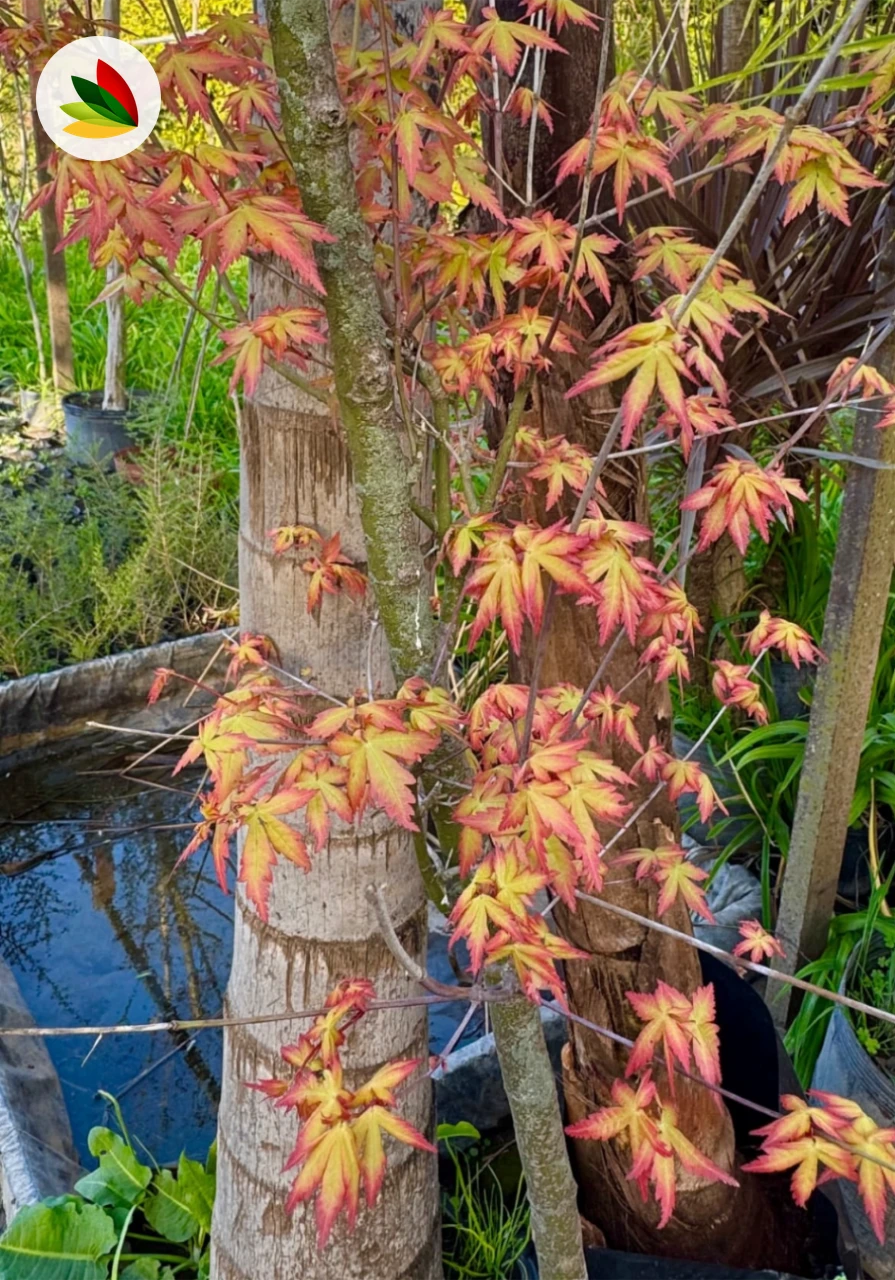 Acer Palmatum