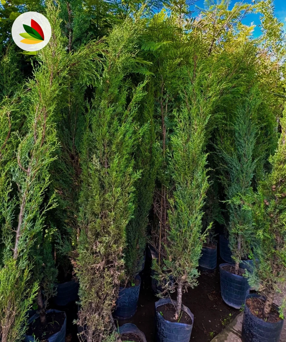 Cupressus Semperv. Piramidal