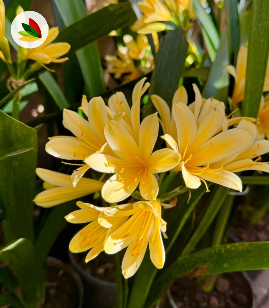 Clivia amarilla