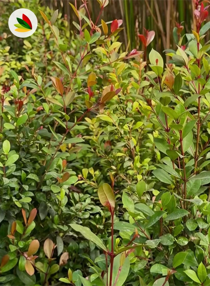 Eugenia Myrtifolia