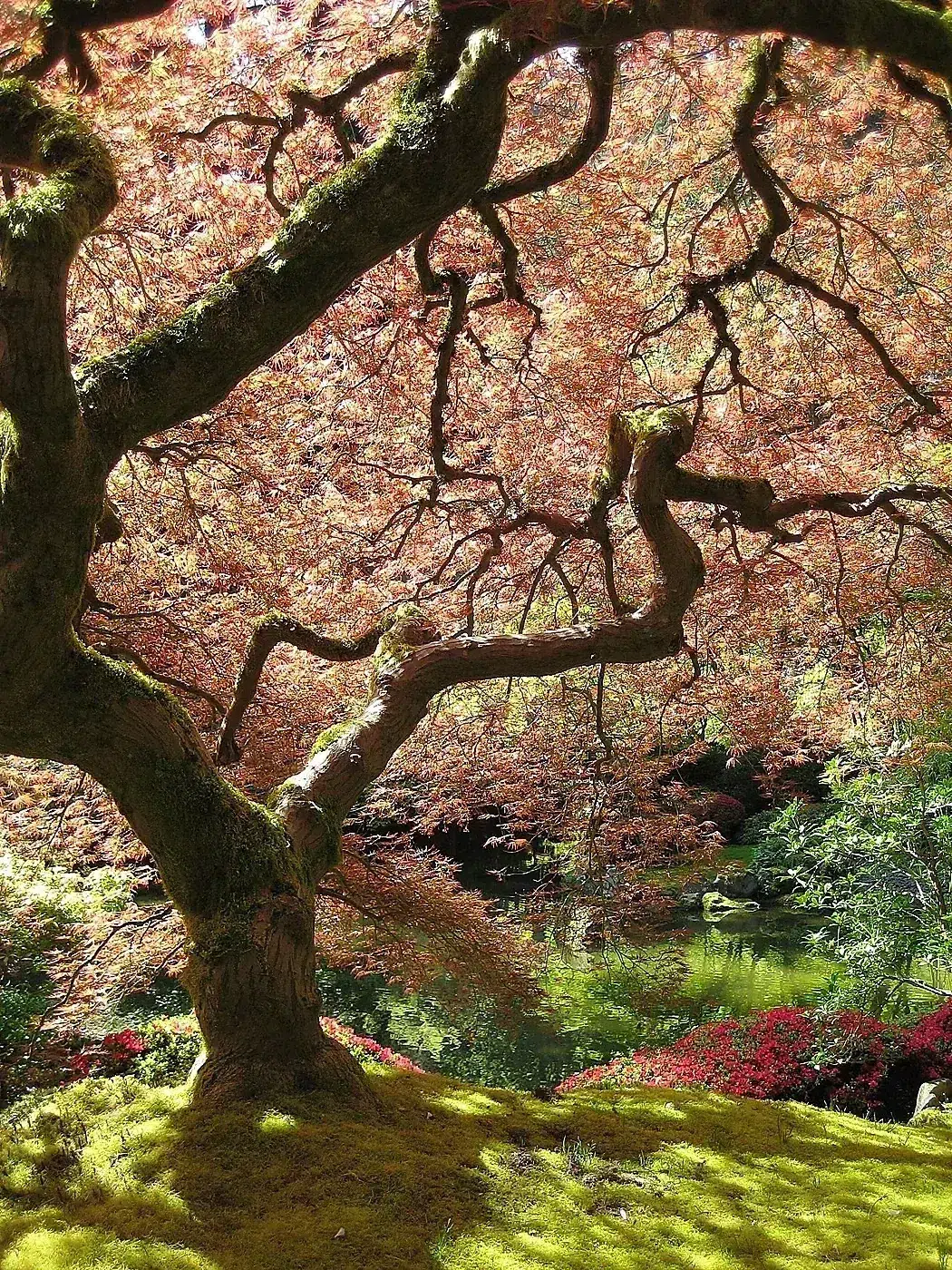 Portland Japanese Garden maple.jpg