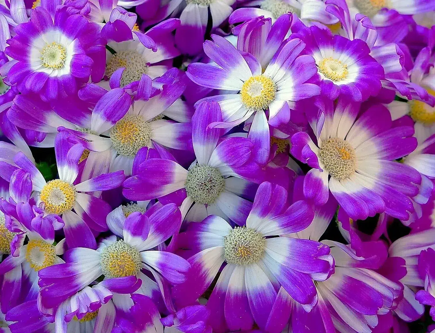 Pink flowers of Senecio Cruentus.jpg