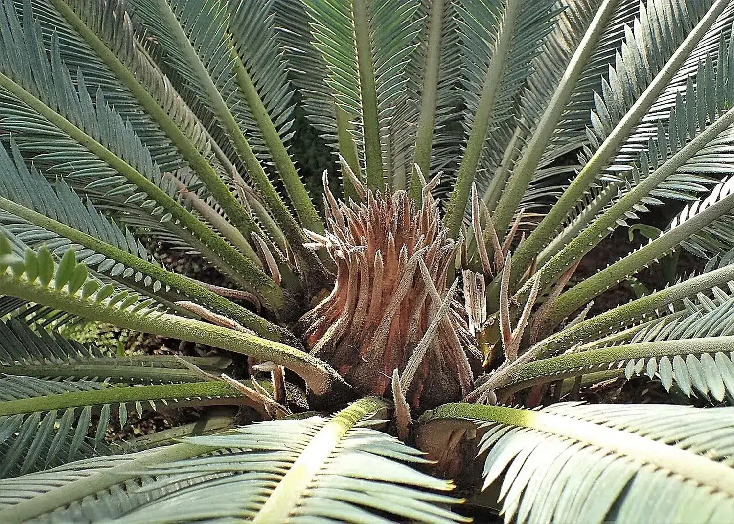 Cycas revoluta kz01.jpg