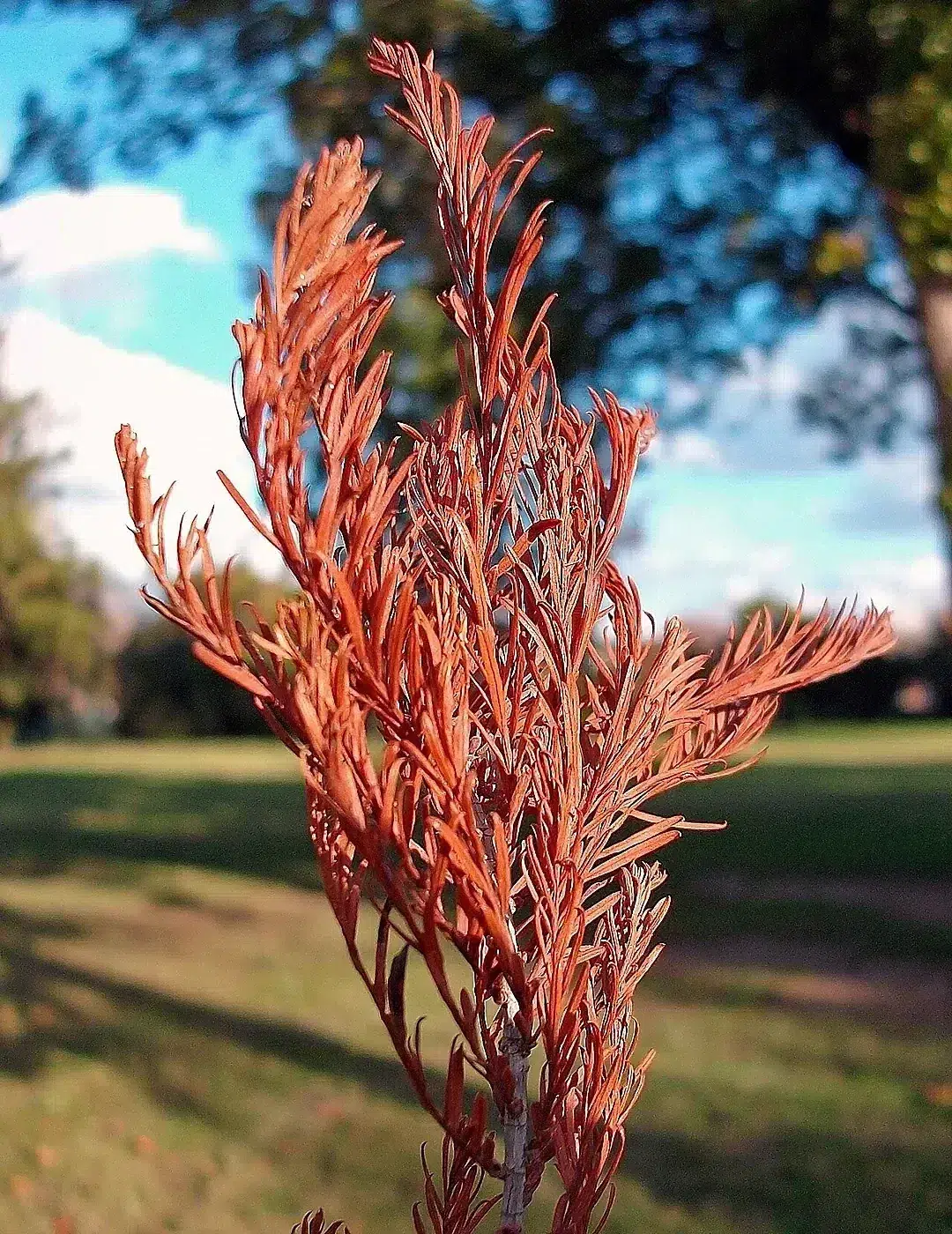 Taxodium distichum (Swamp cypress) autumn foliage.jpg