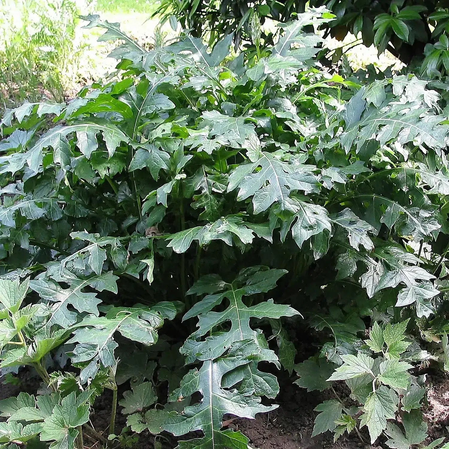 Acanthus mollis, leaves, Tasmajdan.jpg