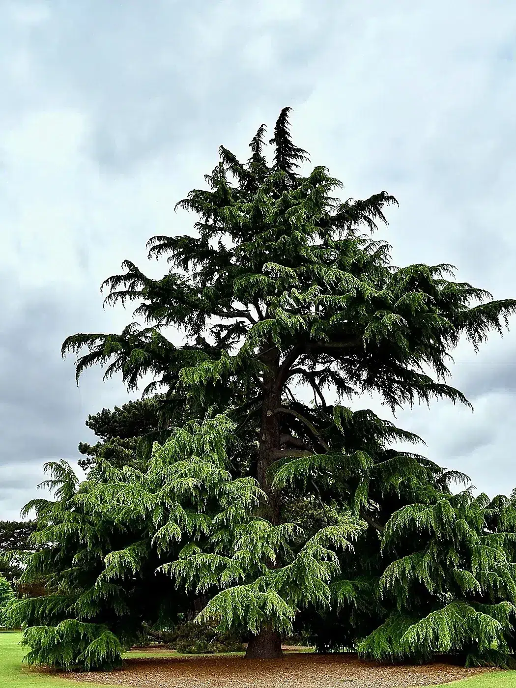 Pinaceae Cedrus deodara 1.1.jpg