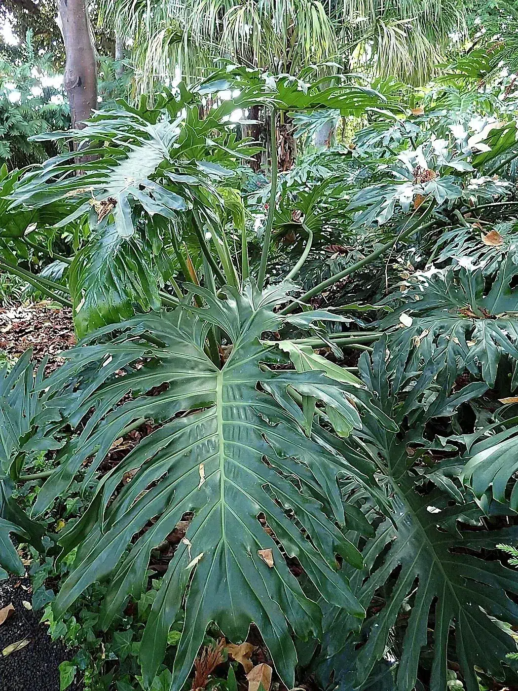 Thaumatophyllum bipinnatifidum kz01.jpg