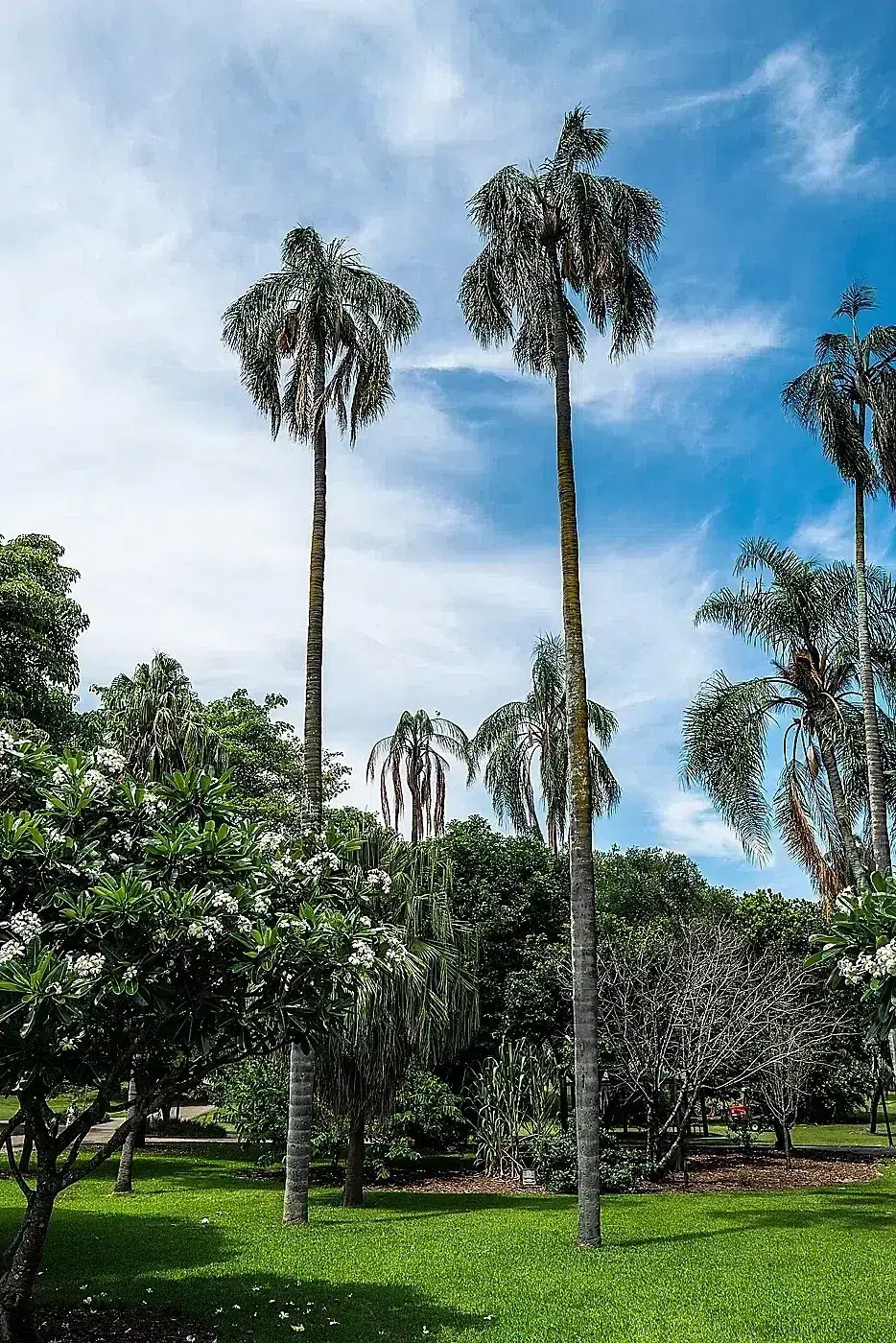 Syagrus romanzoffiana City Botanic Gardens Brisbane L1000290.jpg