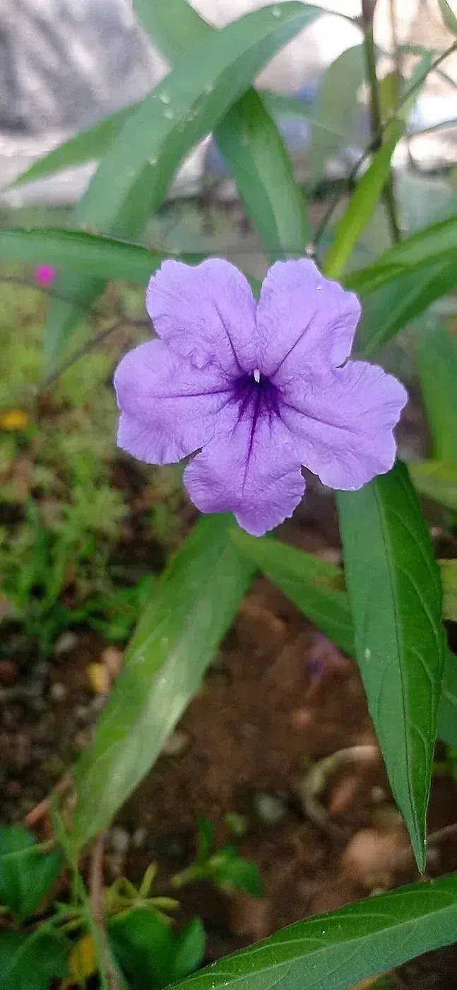 Ruellia simplex flower.jpg