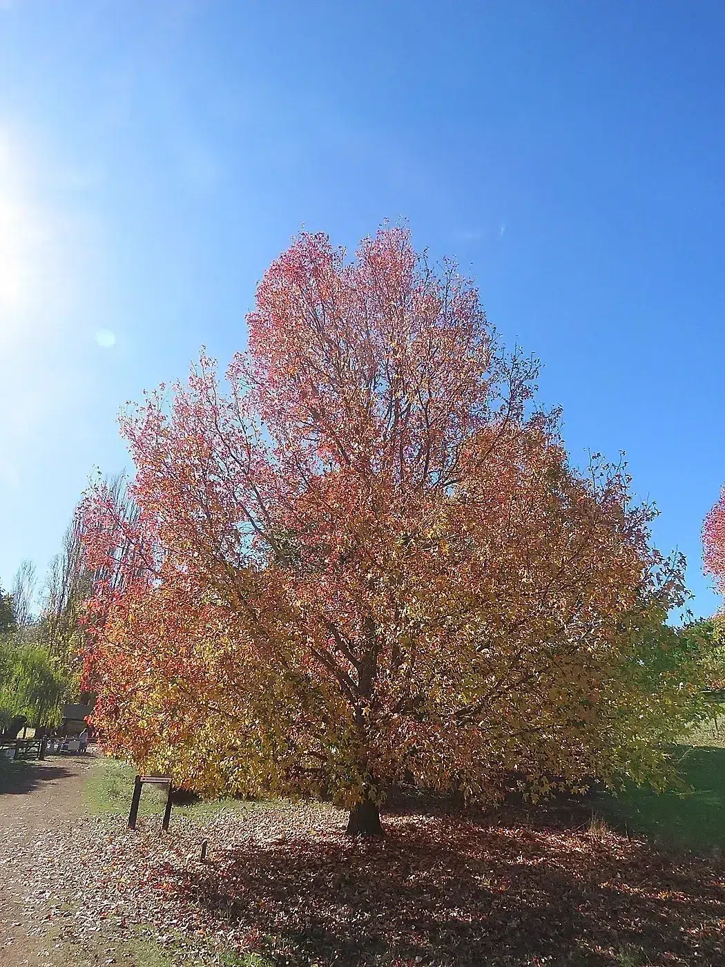 Liquidambar styraciflua in Golden Valley Tree Park, May 2022 01.jpg