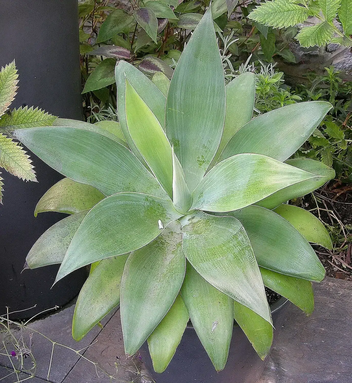Agave attenuata Pot 2250px.jpg