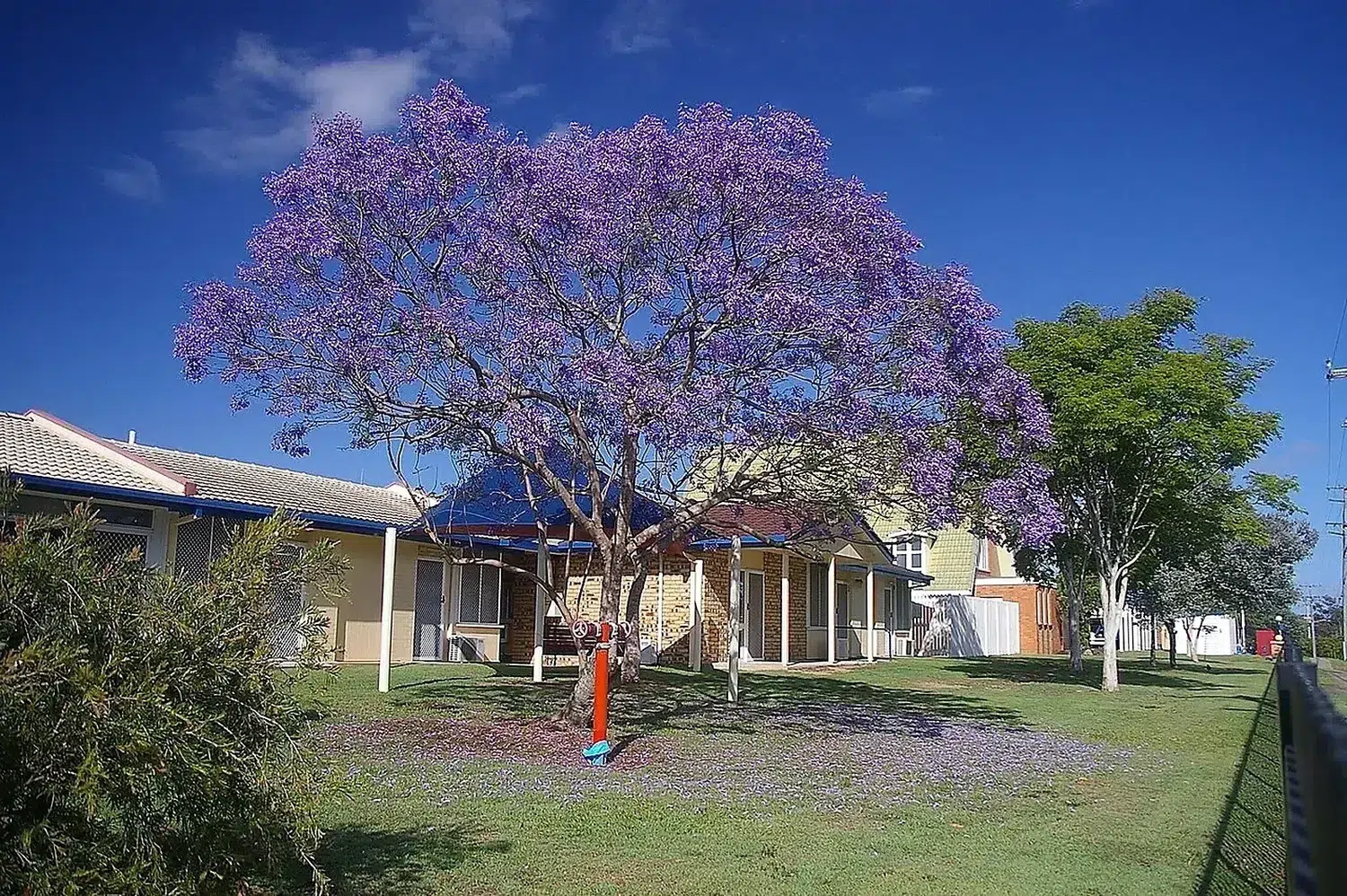 Jacaranda mimosifolia John Wesley Gardens Halsmere St Geebung IMGP6813.jpg