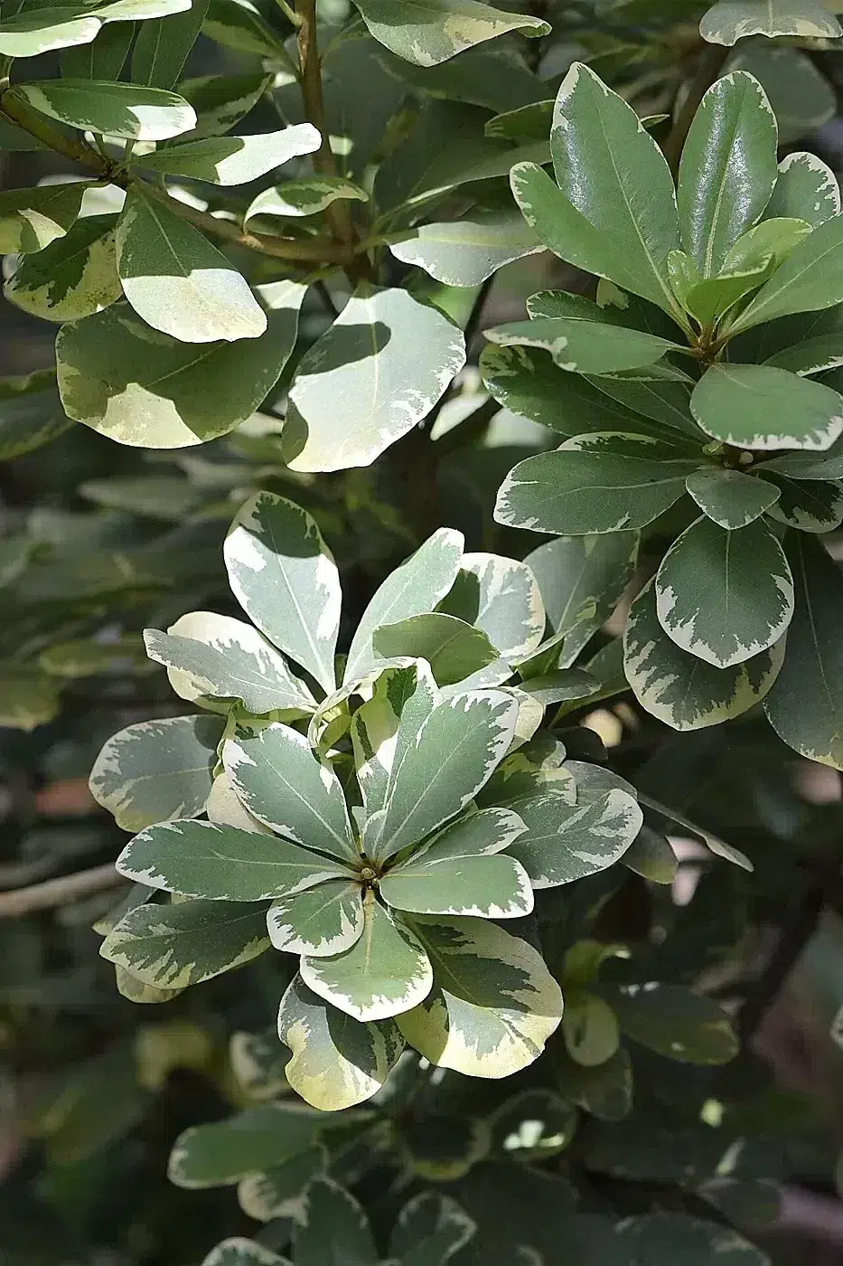 Pittosporum tobira 'Variegata' kz03.jpg