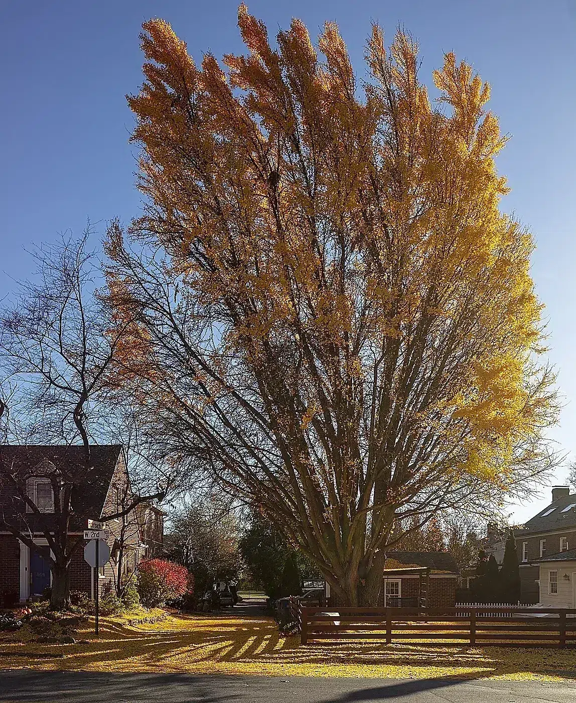 Ginkgo biloba Frederick MD1.jpg