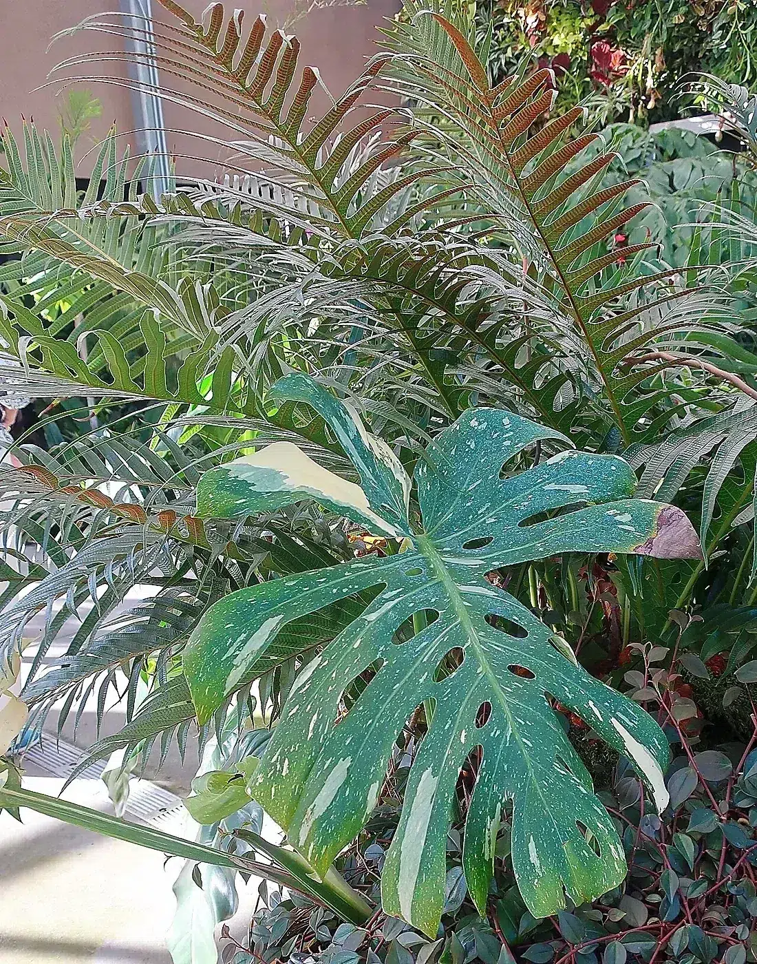 201016 117 San Diego Botanic Garden - Dickinson Family Conseratory, Monstera deliciosa 'Thai Constellation' Variegated Mexican Breadfruit, Aglaomorpha coronans Santa Rosa Fern.jpg