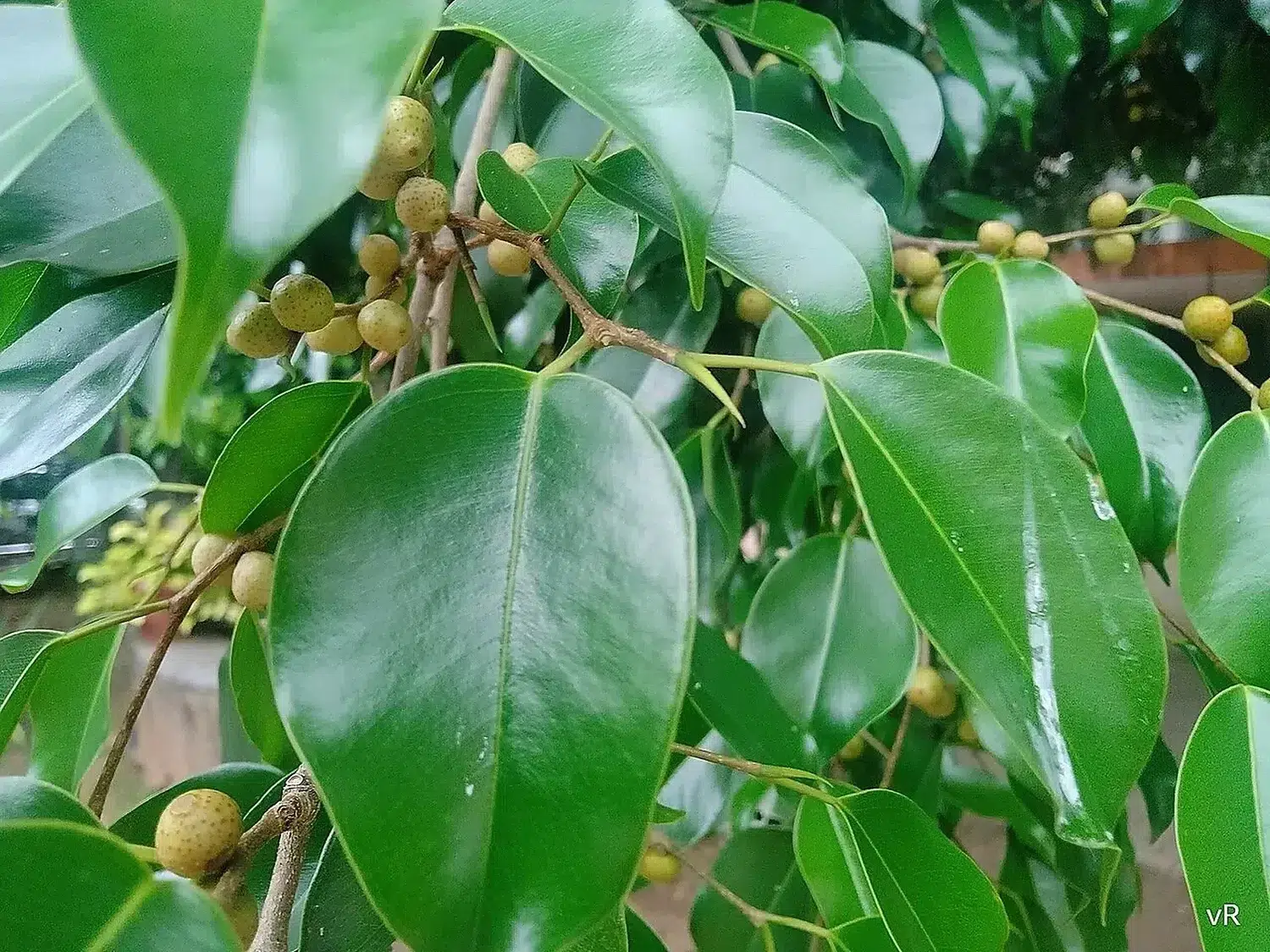 Ficus benjamina-weeping fig-benjamin fig 03.jpg