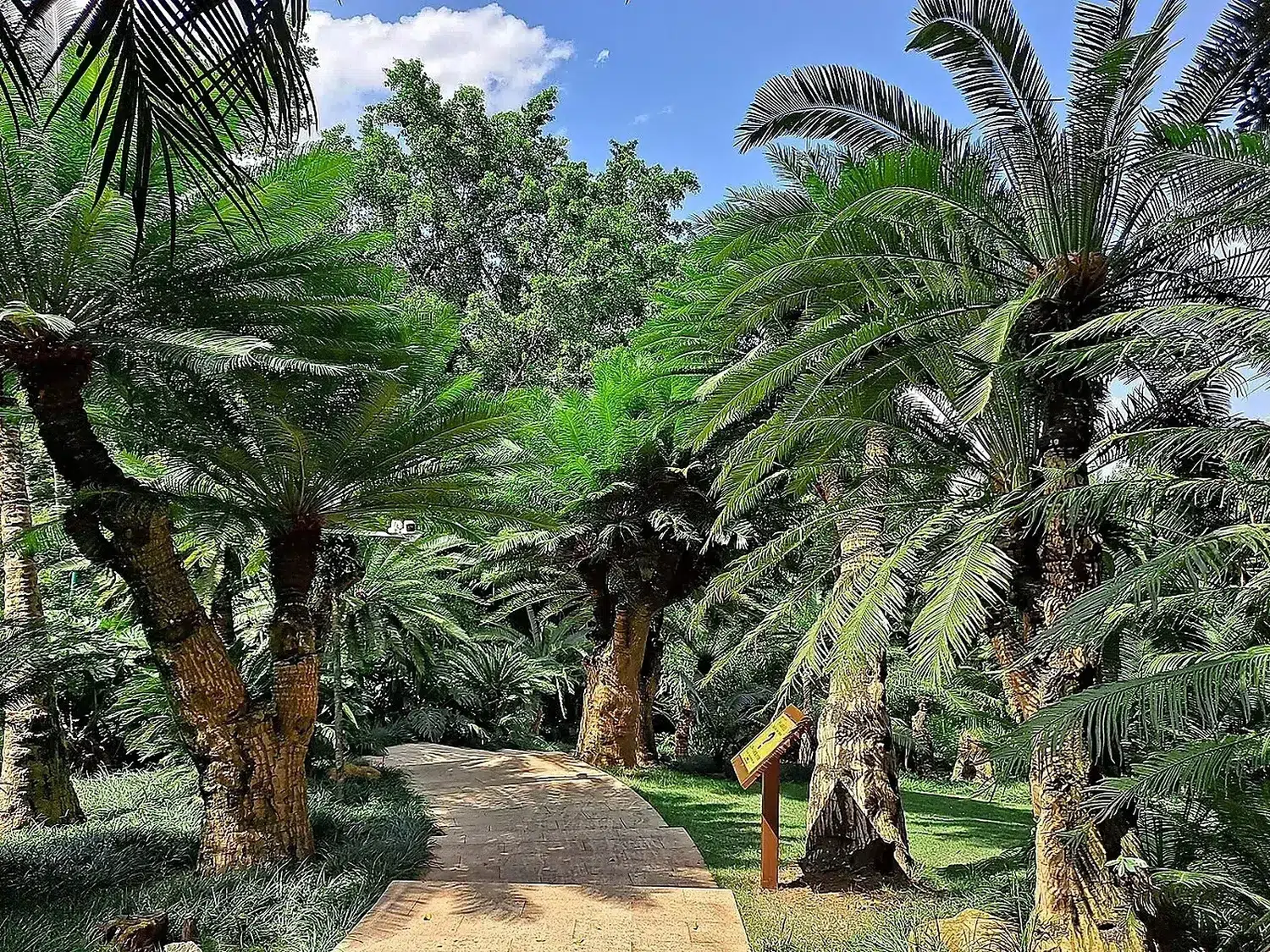 Cycas Revoluta Garden, Nanning.jpg