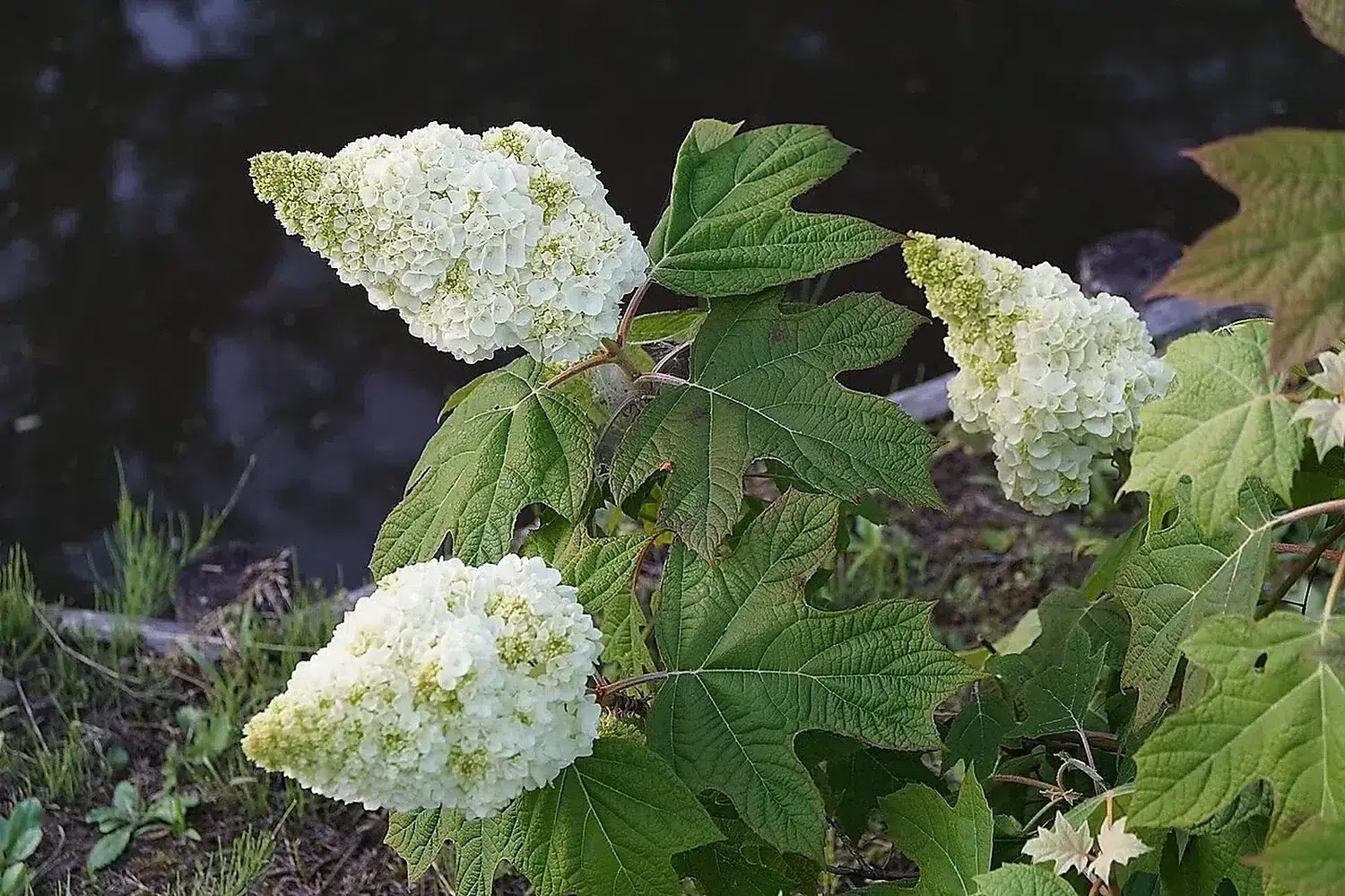 Hydrangea-quercifolia-1.jpg