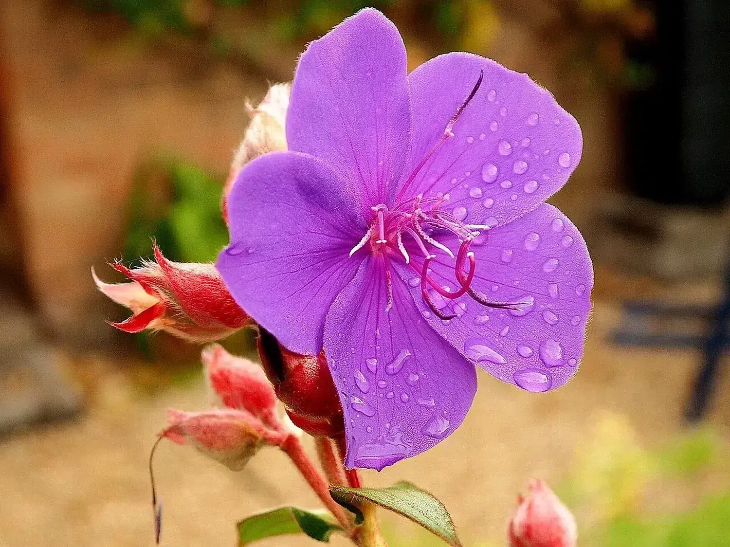 Tibouchina urvilleana, Glory Bush - geograph.org.uk - 5938930.jpg