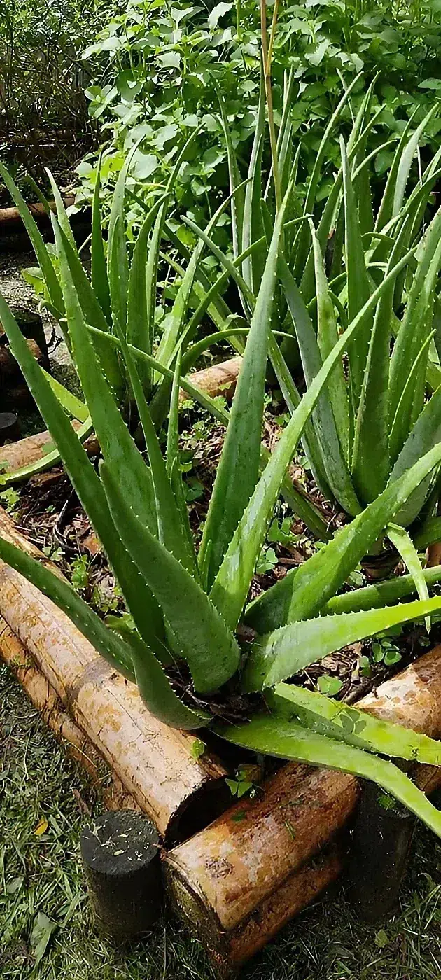 Aloe vera Colombia.jpg