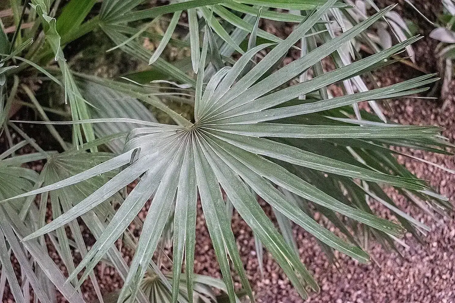 Chamaerops humilis in Palm House Schoenbrunn (5).jpg