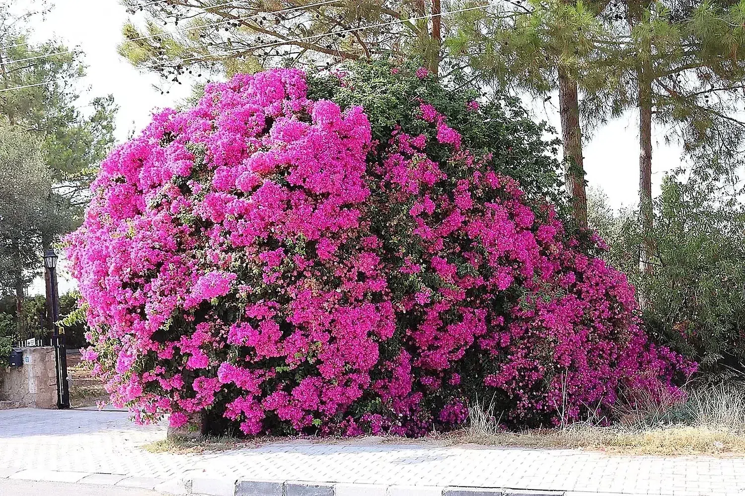 Bougainvillea glabra, Çatalköy, North Cyprus, 2024.jpg