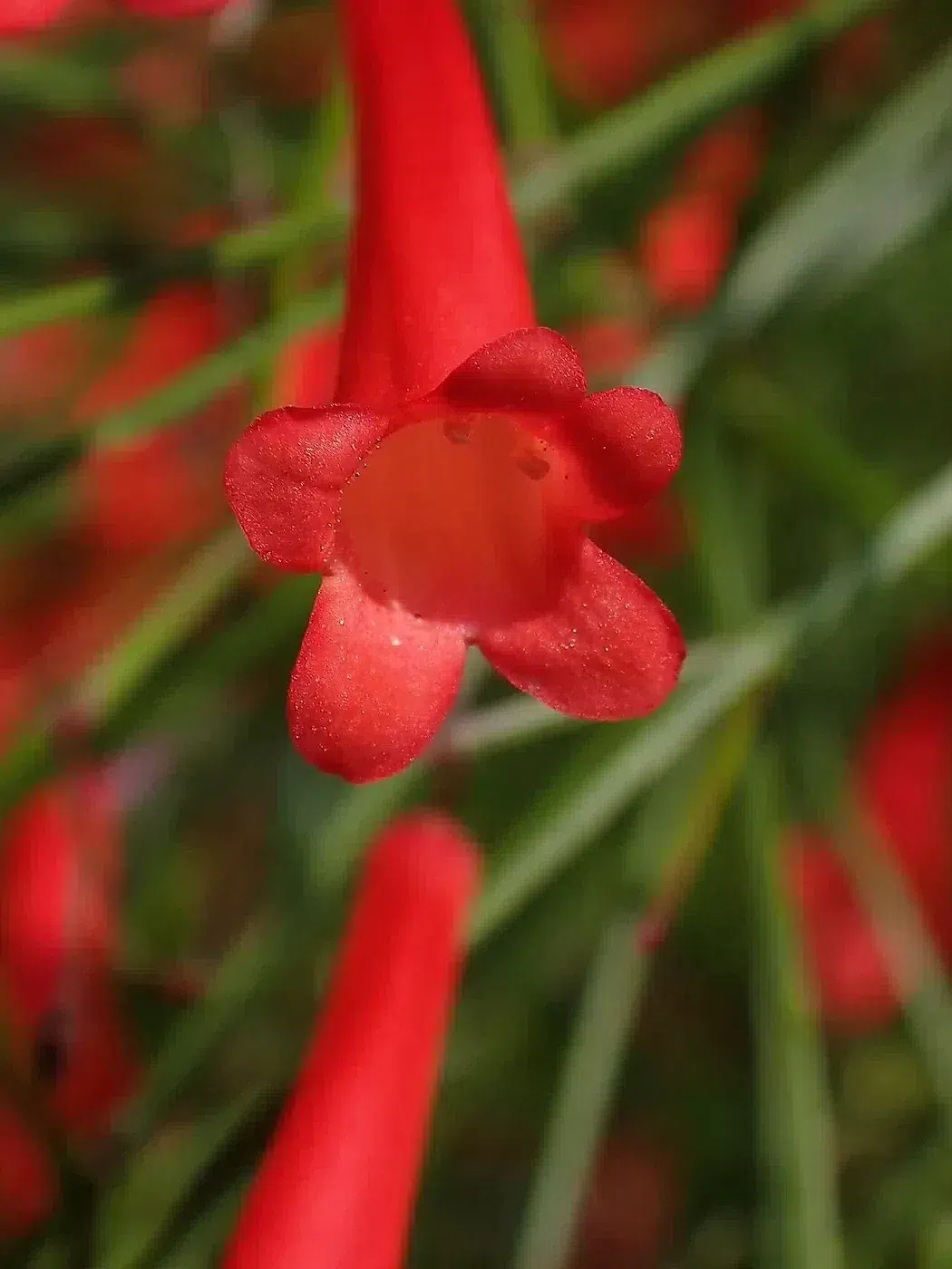 Flower of Russelia equisetiformis in Nago, Okinawa Island.jpg