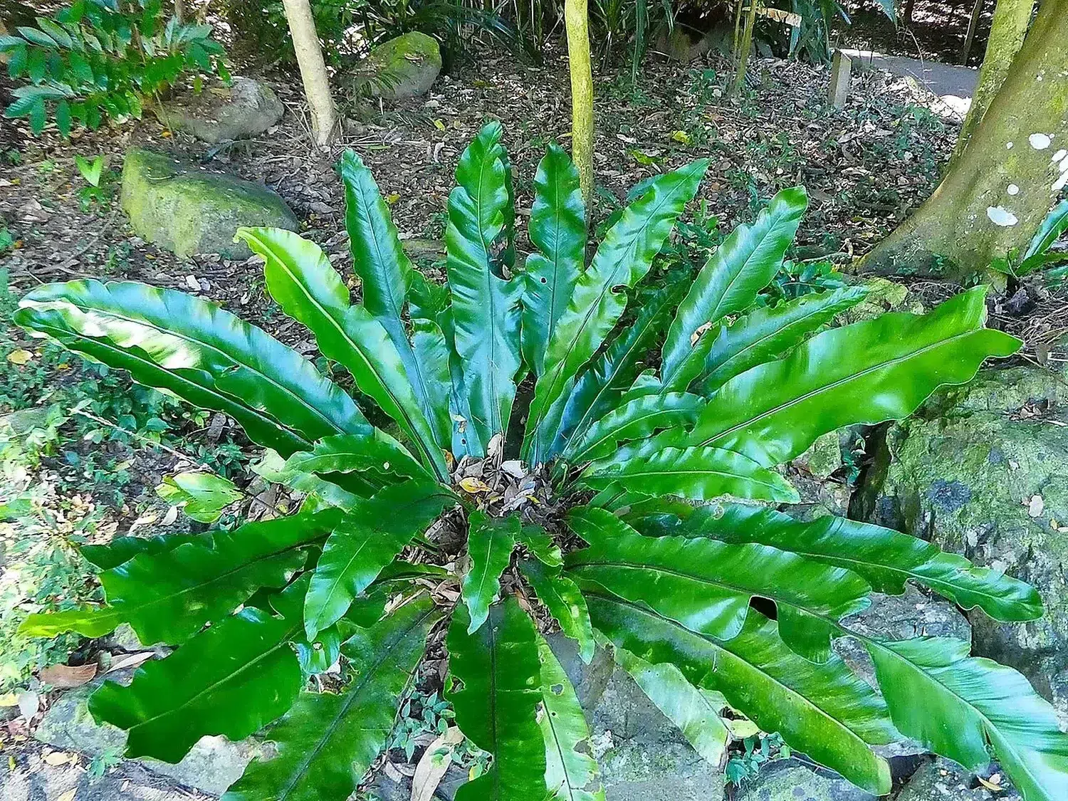 Asplenium-nidus-SF24240-01.jpg