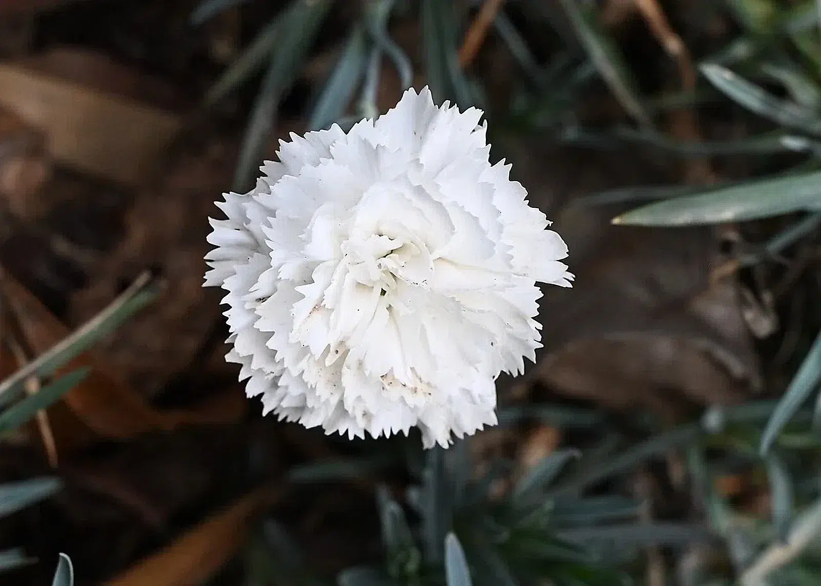 Dianthus caryophyllus 'Cornelia' kz02.jpg