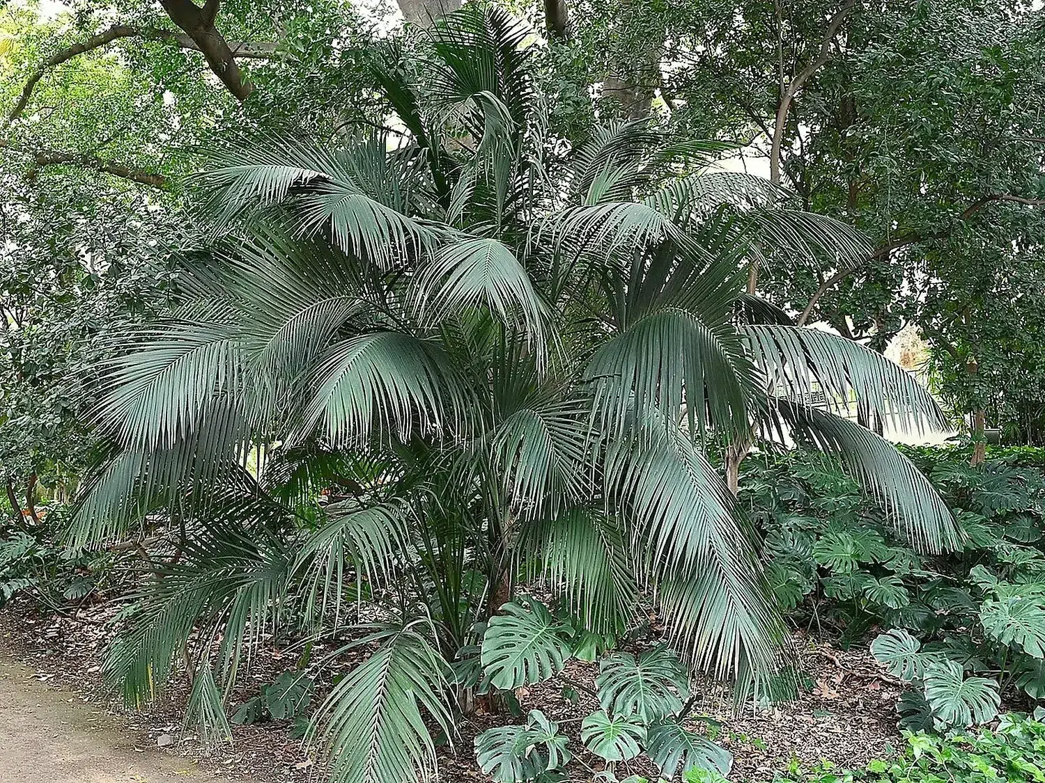 Howea forsteriana kz02.jpg