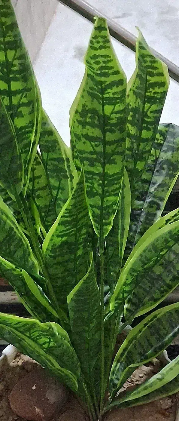Snake plant (Sansevieria trifasciata).jpg