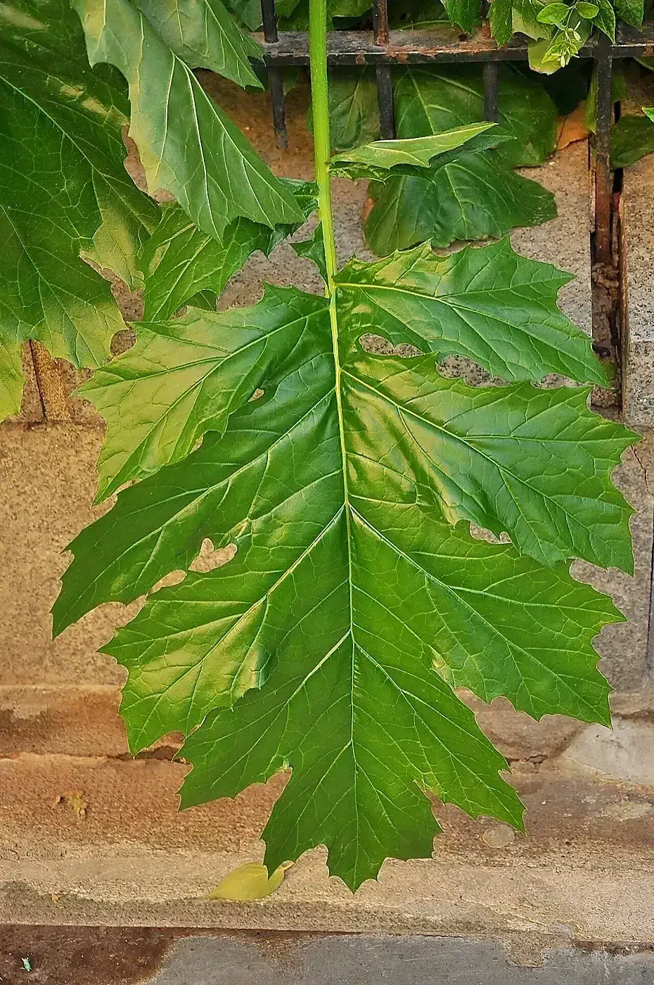 Acanthus mollis leaf.jpg