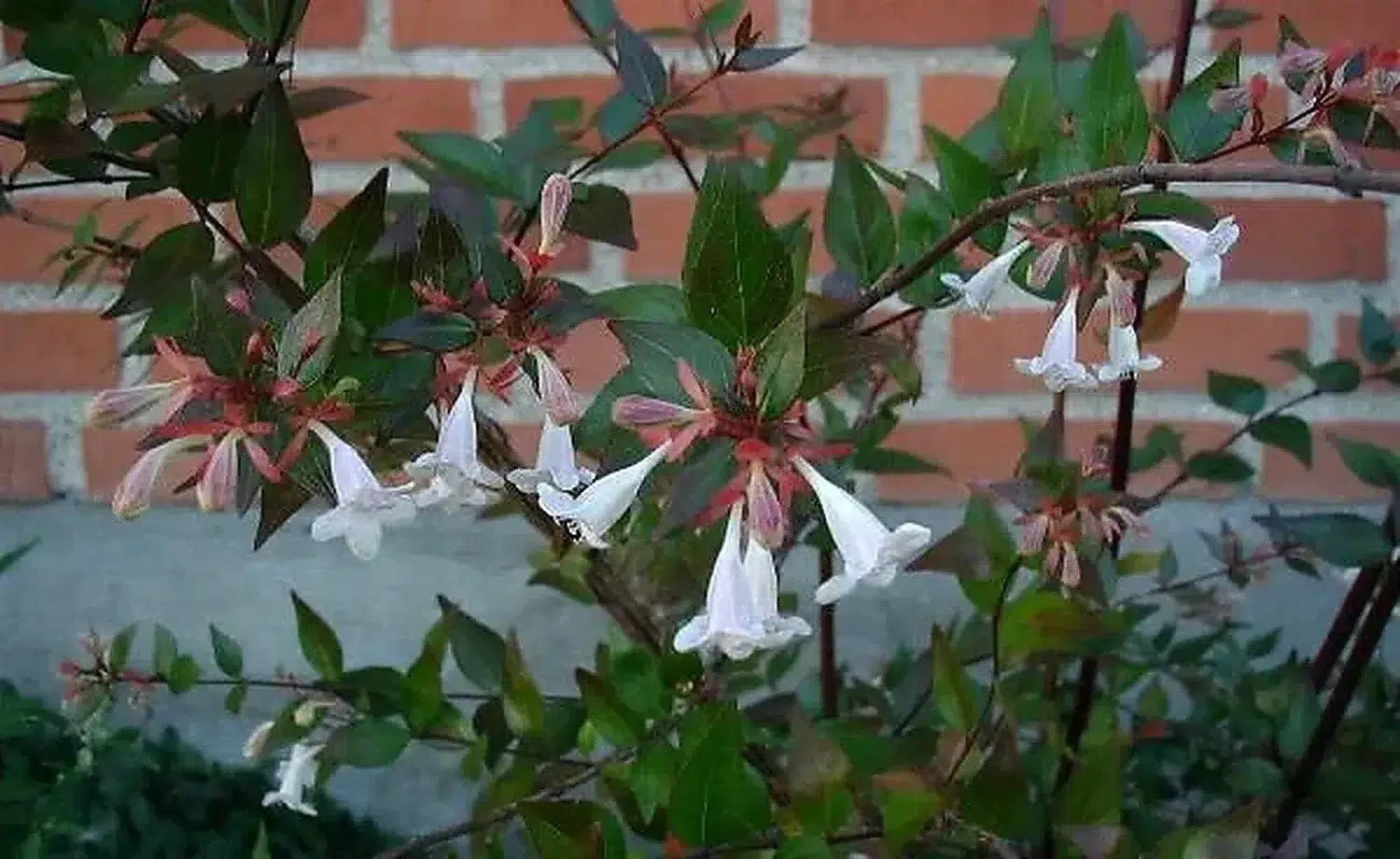 Abelia-grandiflora-total.JPG