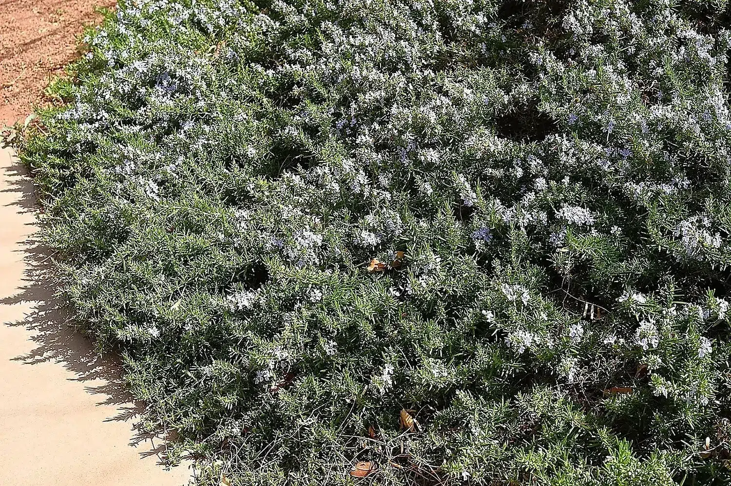 Salvia rosmarinus 'Prostratus' kz01.jpg