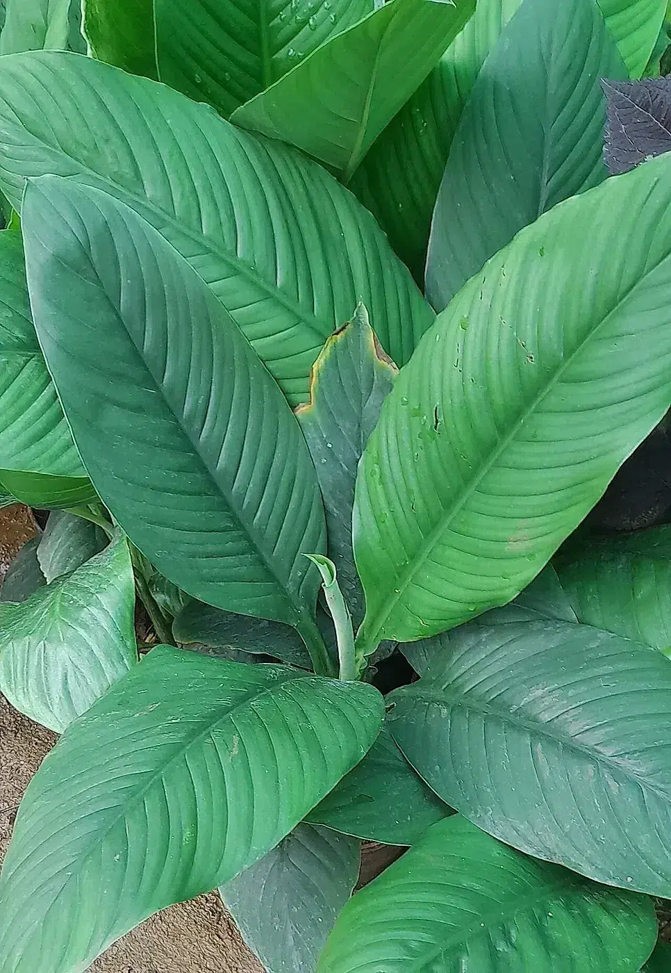 Spathiphyllum wallisii-1-R.M.Nagar-bengaluru-India.jpg