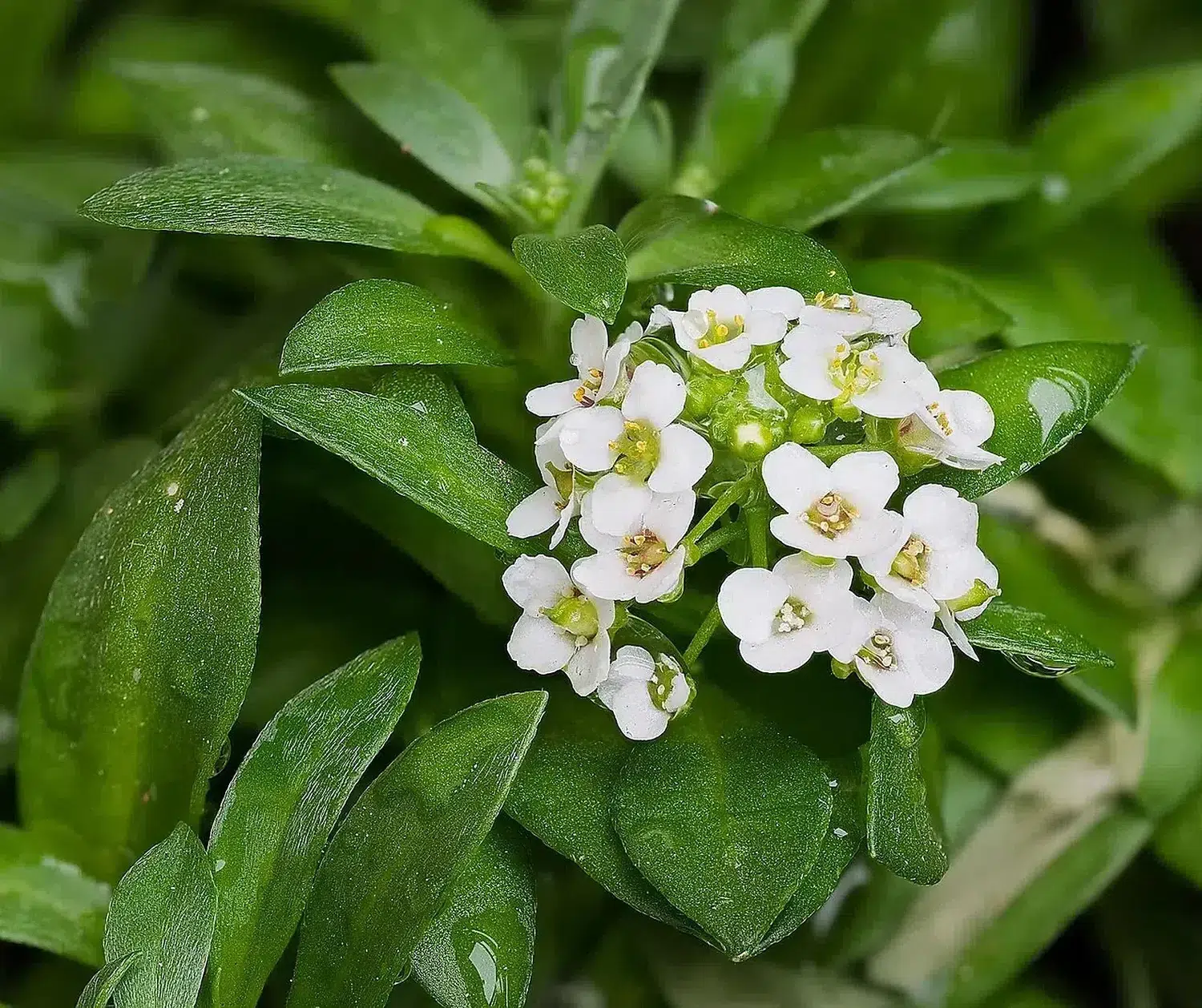 Sweet alyssum (Lobularia maritima) flowers with water droplets, Alameda Afonso Henriques, Lisbon, Portugal (approx. GPS location) julesvernex2.jpg