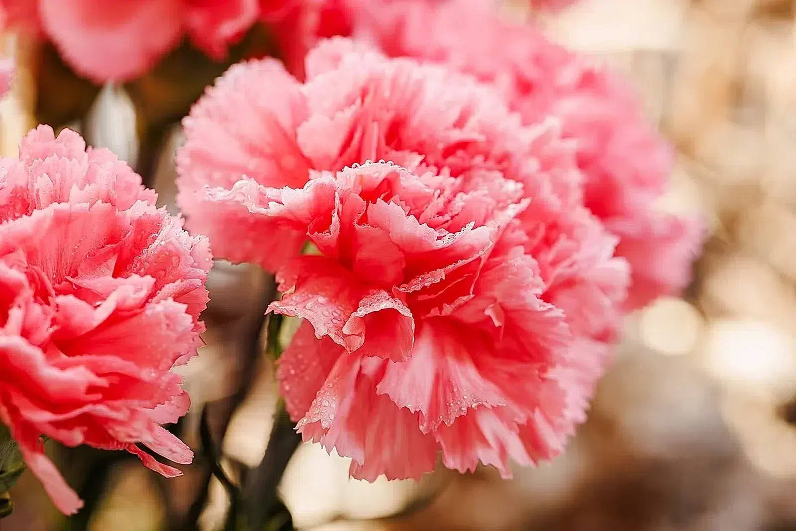 Dianthus caryophyllus in China (9).jpg