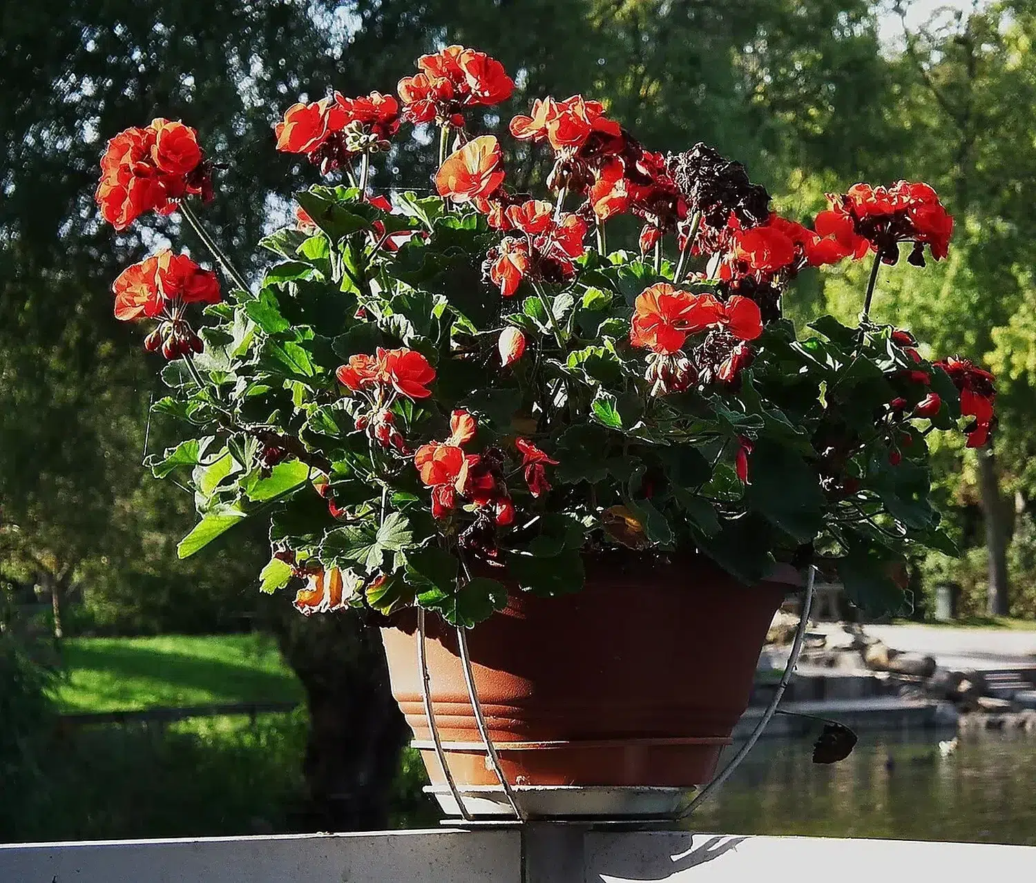 Rote Pelargonie Blüten teilweise verblüht 2011.JPG