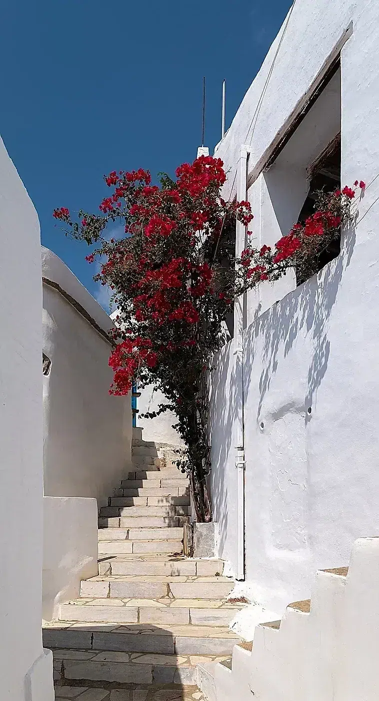 Narrow staircase with lesser bougainvillea (Bougainvillea glabra), Dyo-Choria, Tinos, Greece julesvernex2.jpg