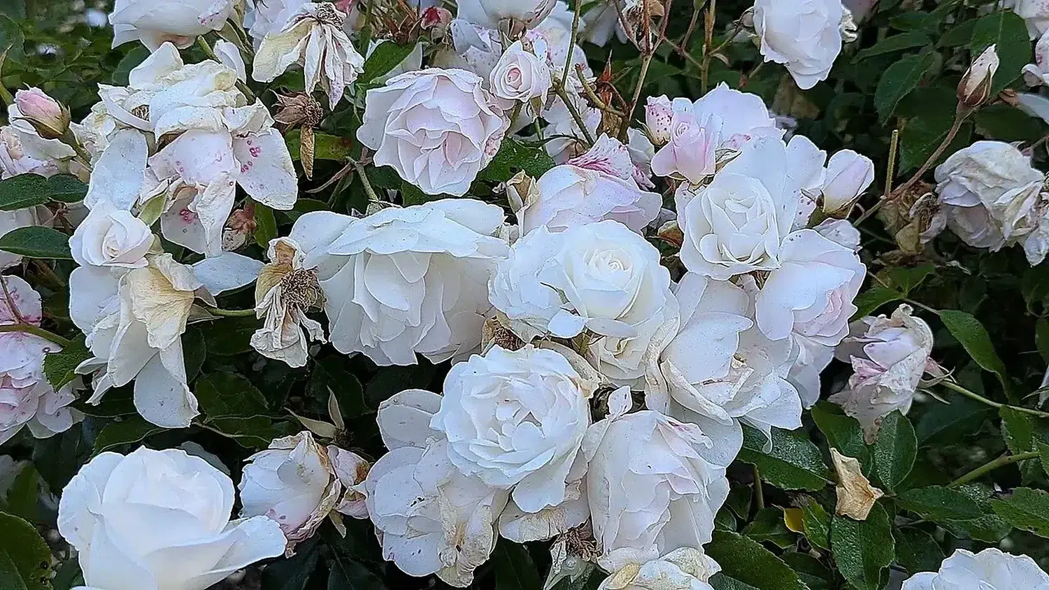 Rosa 'Iceberg' - Rose Garden, Golden Gate Park - San Francisco, CA.jpg
