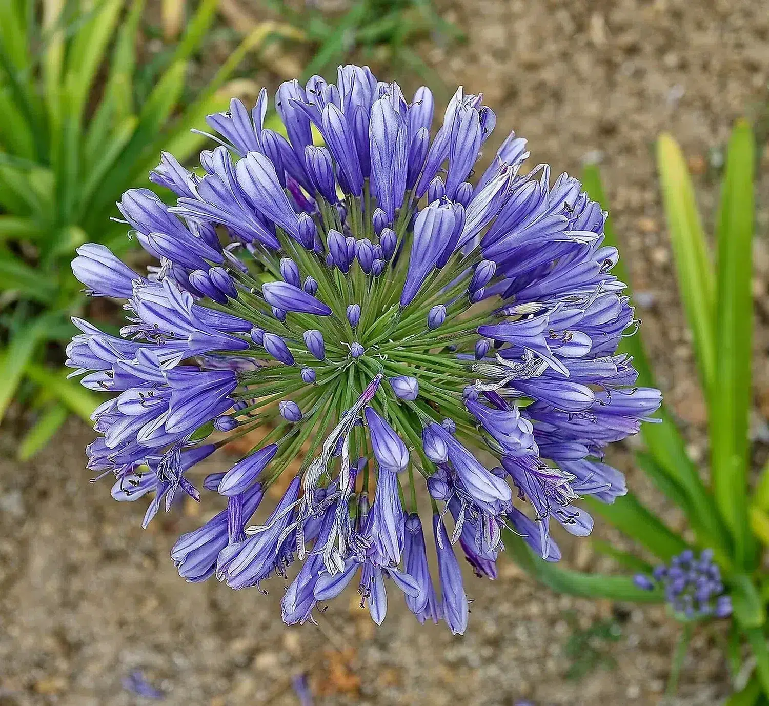 2026 Agapanthus africanus. Santiago de Compostela. Galiza.jpg