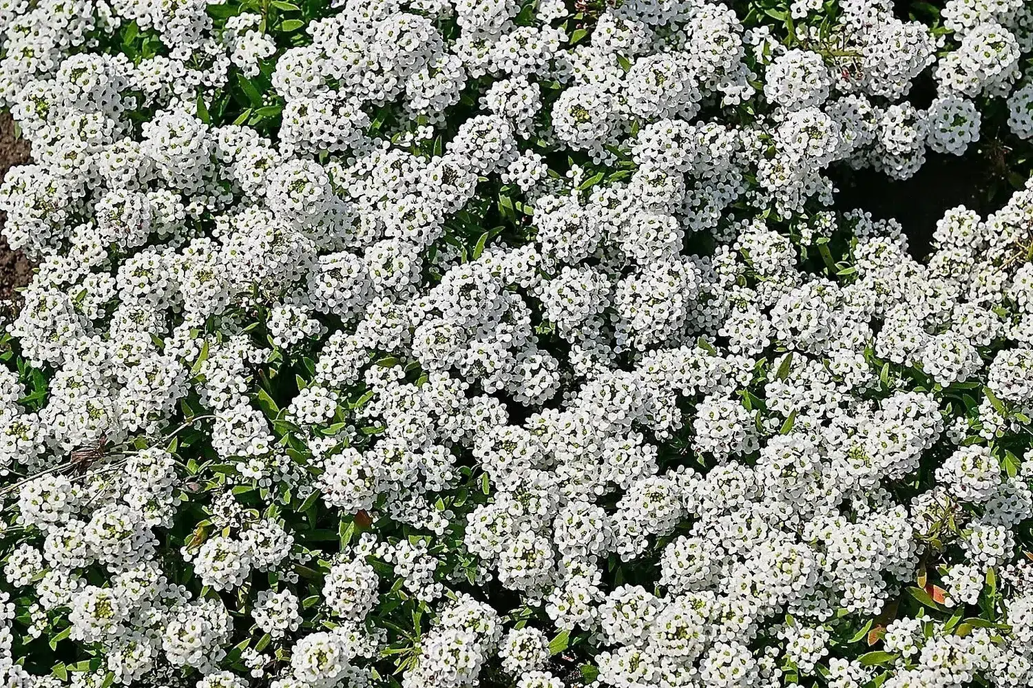 Moscow - 2026 - Lobularia maritima in Tsaritsyno Park1.jpg