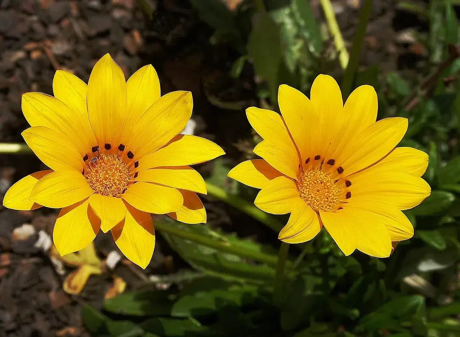 Gazania rigens-2.jpg