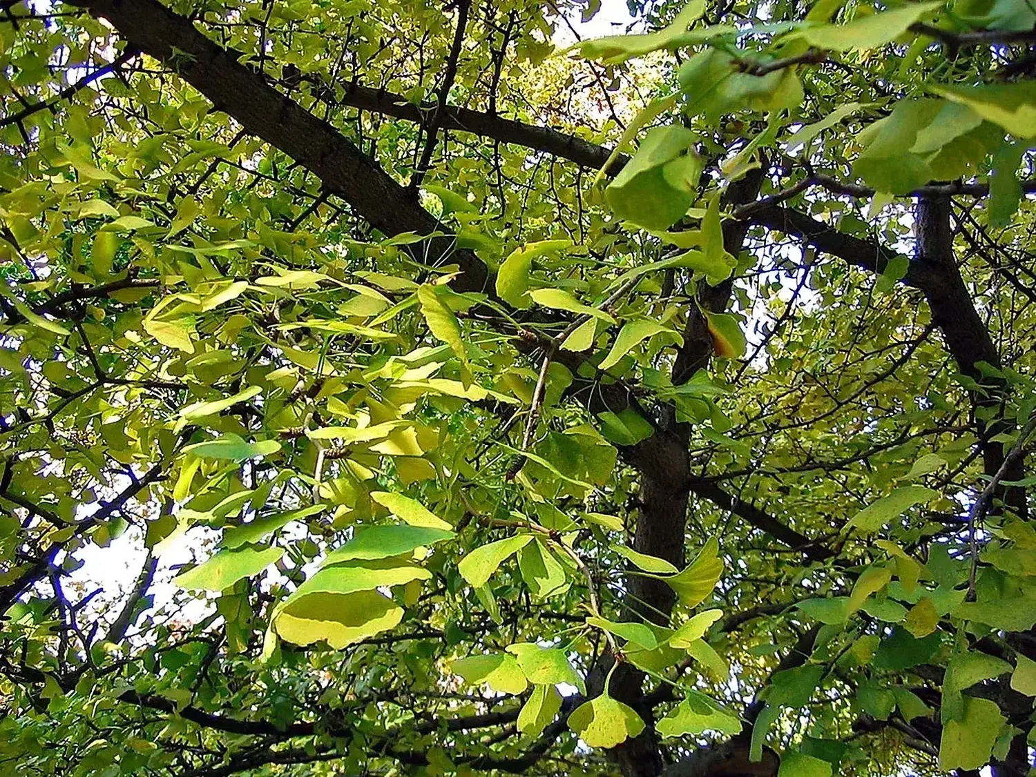 Ginkgo biloba 2.jpg