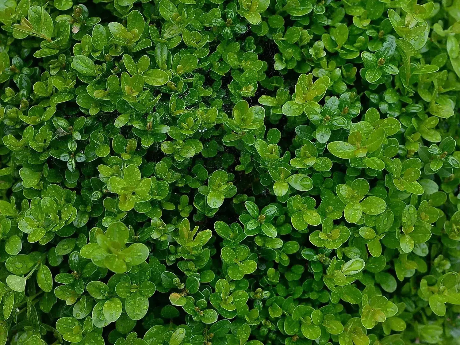 Gewöhnlicher Buchsbaum, Buxus sempervirens .JPG