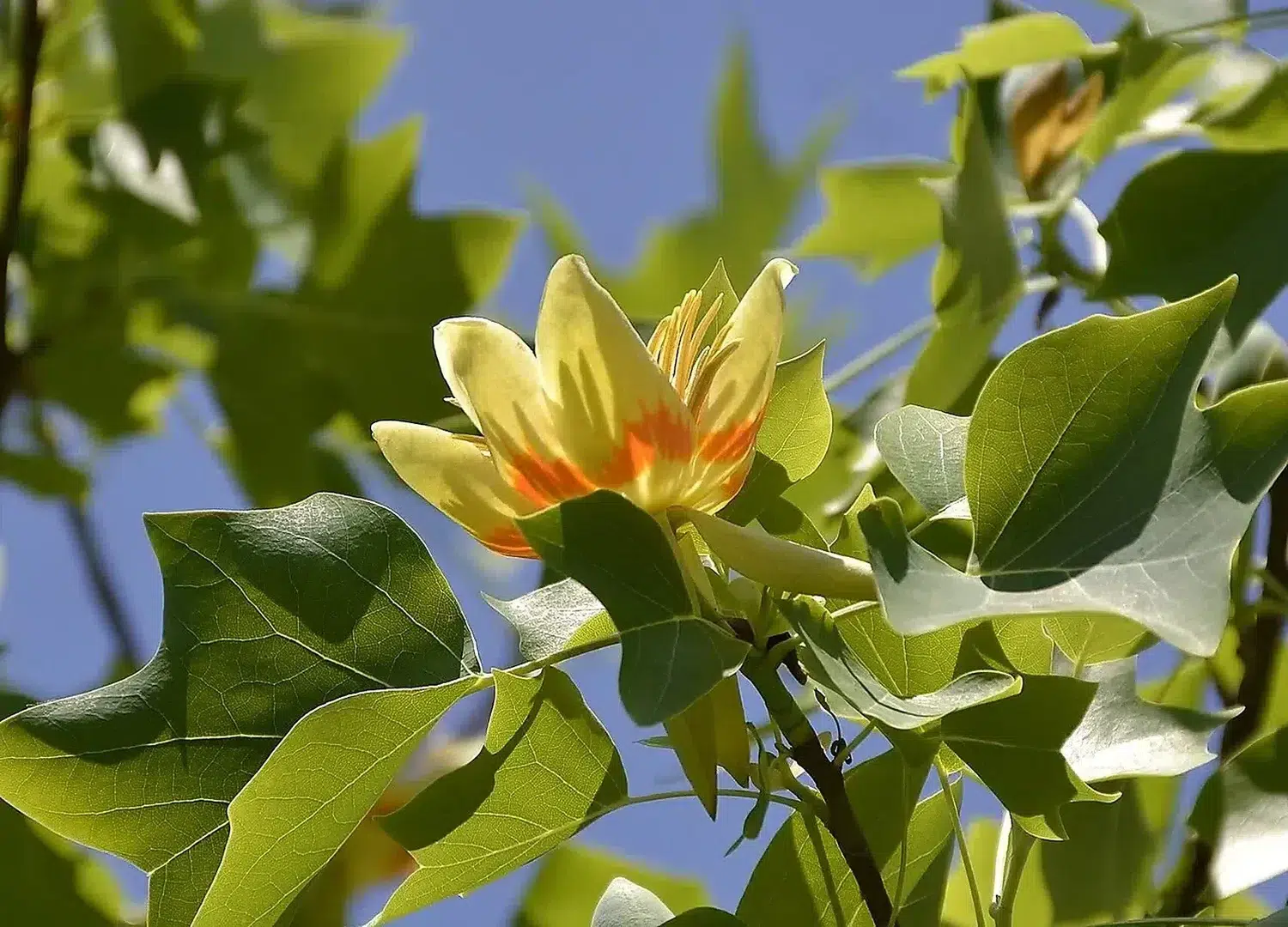 Tulip tree (Liriodendron tulipifera) in Munich (3).jpg
