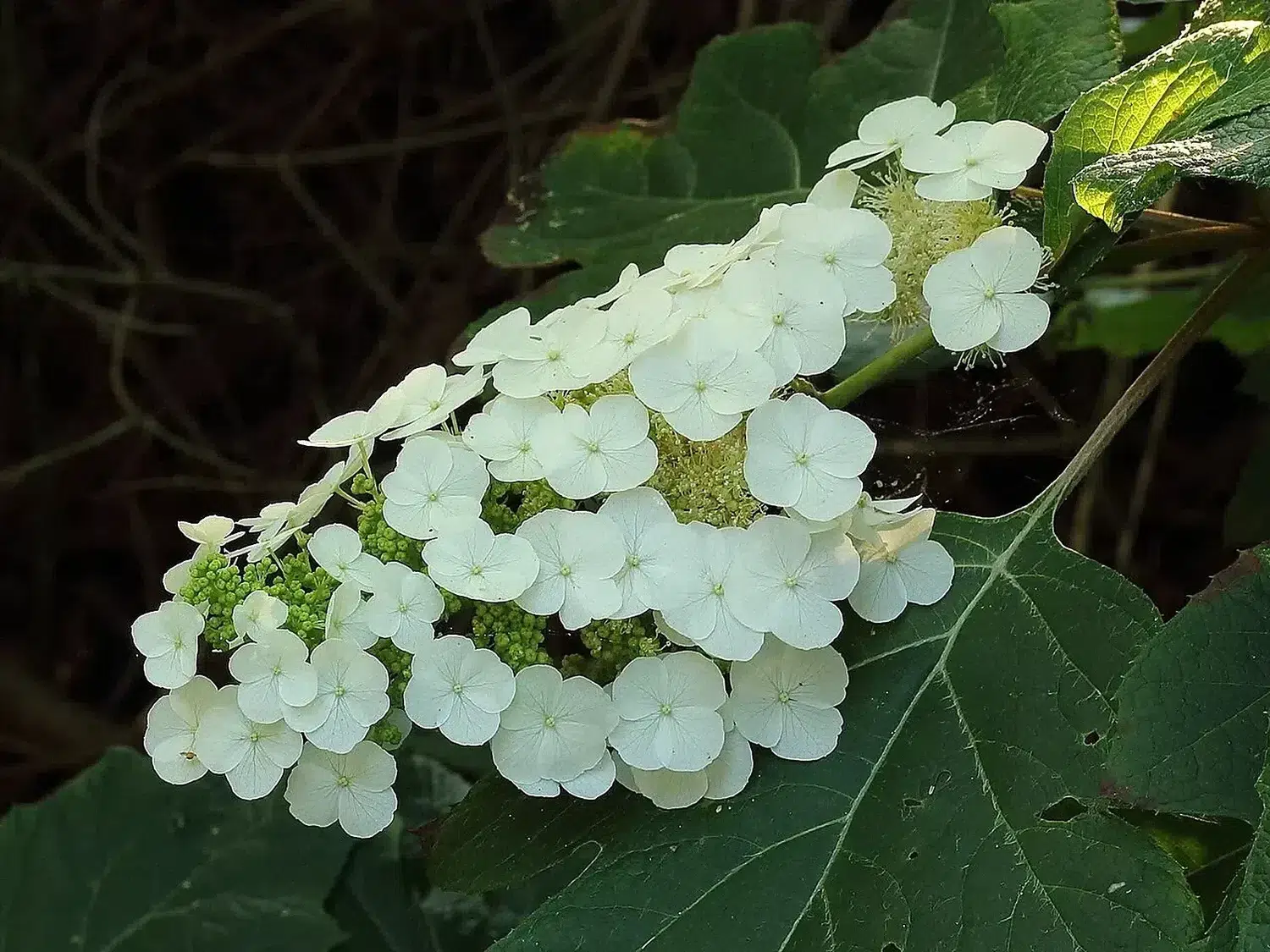 Hortencia Quercifolia