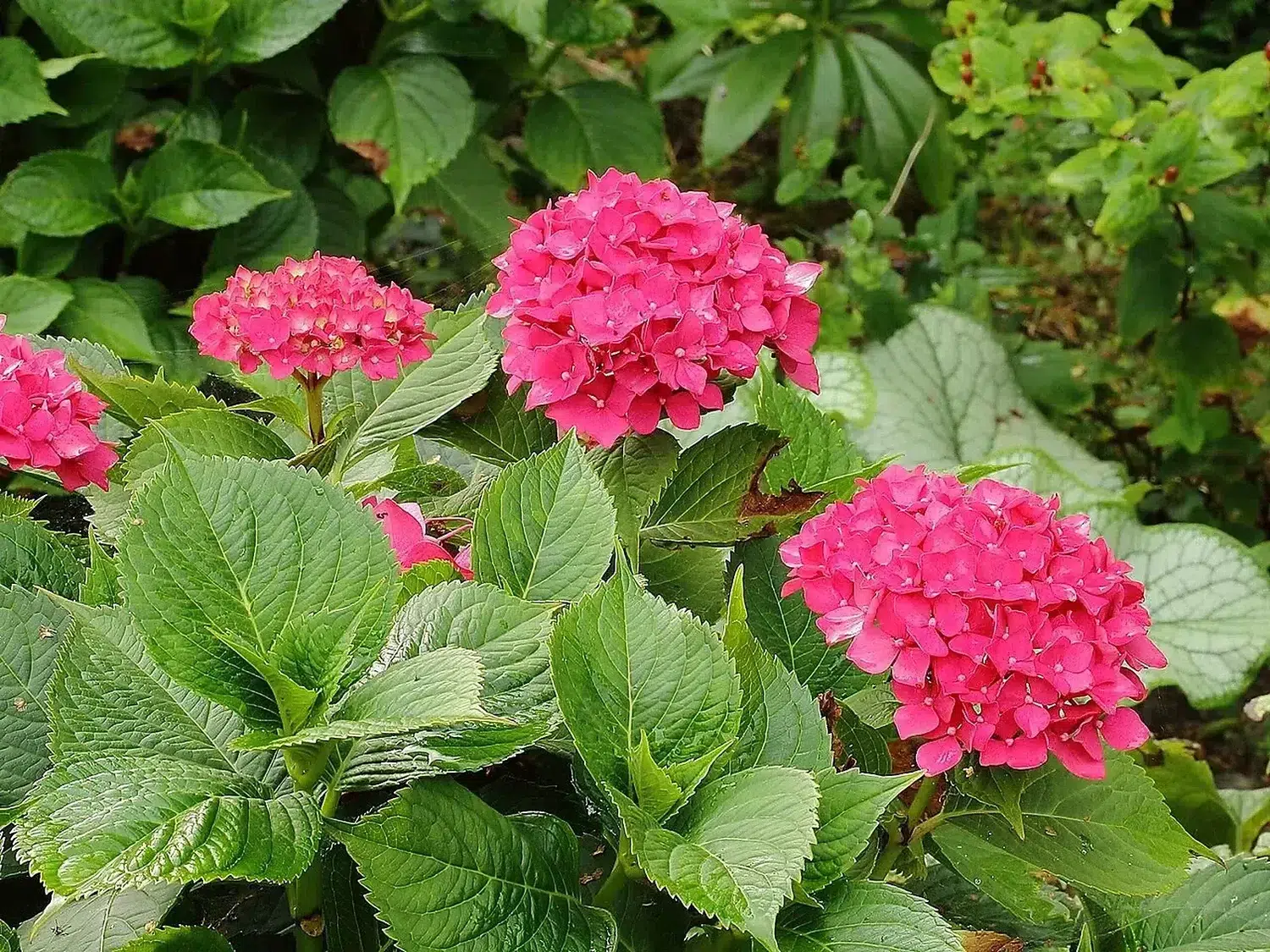 Hydrangea macrophylla 05.JPG